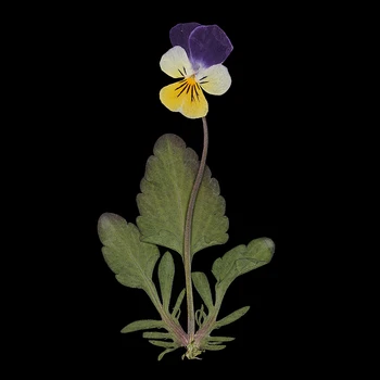 12x Prešani Suhi Cvjetovi maćuhica List Za Smole Nakit Zanatske Okvir DIY