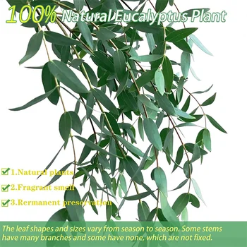 Sušeni Eukaliptus, Začinsko Konzervirane Zelenila, Prirodnih Pravi Listovi Eukaliptusa, Grane, uređenje Zelenih Biljaka,Udata, Kućni Dekor