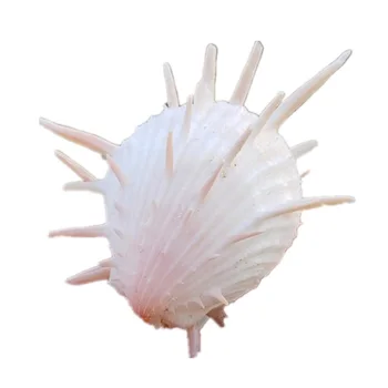 Umivaonik školjke spondylus mora sudopera veličine 8-9cm prirodna bijela bijela za ukras ili poklon akvarija